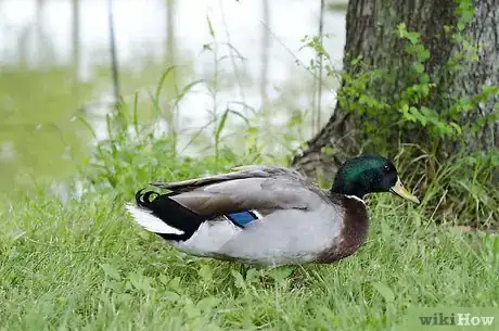 Imagen titulada Take Care of Ducks Step 8