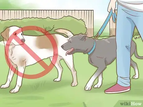 Imagen titulada Spot Rabies in a Dog Step 9