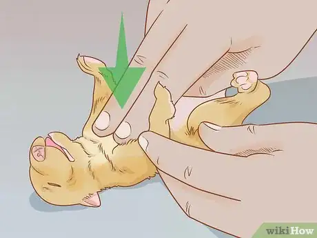 Imagen titulada Revive a Puppy Step 3