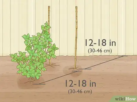 Imagen titulada Prune Jasmine Step 15