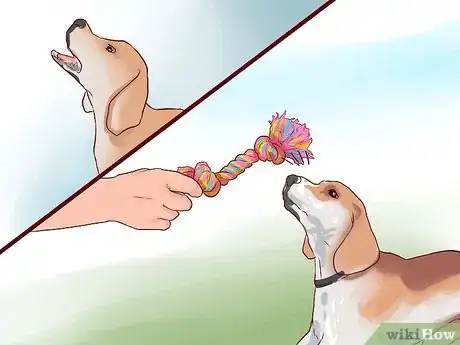 Imagen titulada Train Beagles Step 11