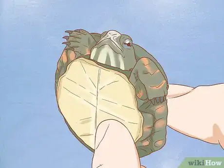 Imagen titulada Care for Turtles Step 12