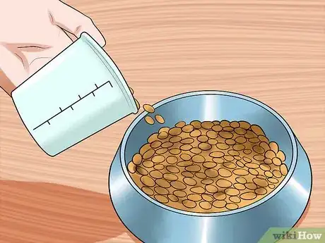 Imagen titulada Breed a Pet Ferret Step 5
