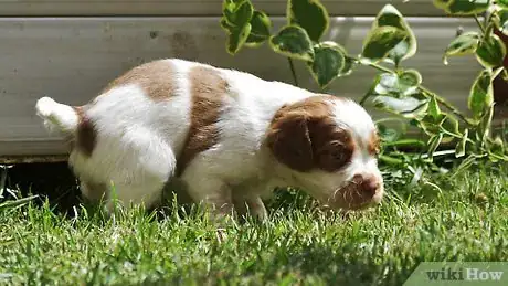 Imagen titulada Bathe Your Puppy Step 17