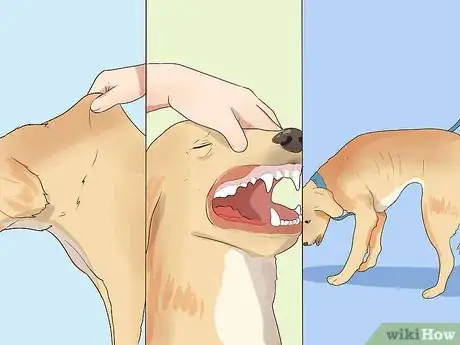 Imagen titulada Comfort Your Sick Dog Step 14