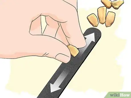 Imagen titulada Grow Gourds Step 6