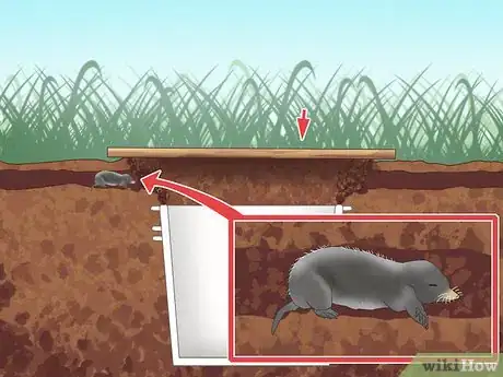 Imagen titulada Catch Moles Step 3