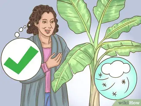 Imagen titulada Prune Banana Trees Step 4