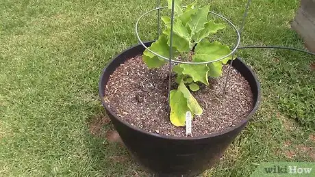 Imagen titulada Grow Tomatoes in a Greenhouse Step 3