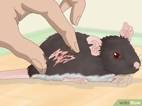 Imagen titulada Spot Common Signs of Illness in Mice Step 4