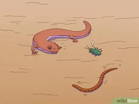 Imagen titulada Feed a Salamander Step 4