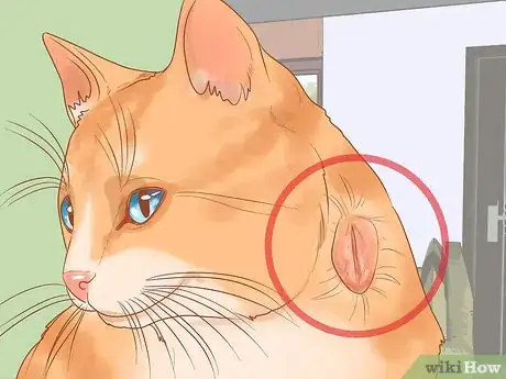 Imagen titulada Treat Fight Wounds on a Cat Step 1