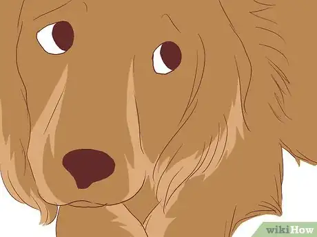 Imagen titulada Help Your Dog Deal with the Death of Another Dog Step 8