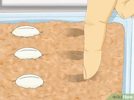 Imagen titulada Take Care of Lizard Eggs Step 10