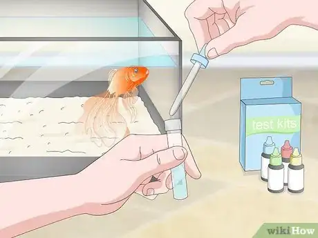 Imagen titulada Know when Your Goldfish Is Dying Step 8