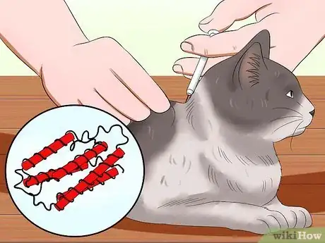 Imagen titulada Care for an FIV Infected Cat Step 9