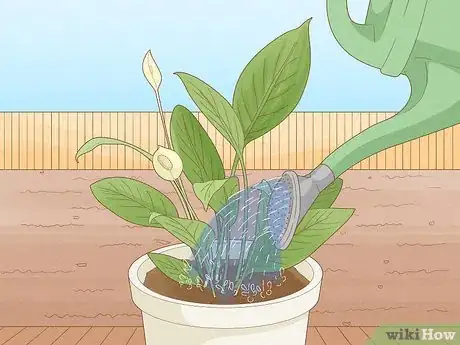 Imagen titulada Determine How Much Water Plants Need Step 1