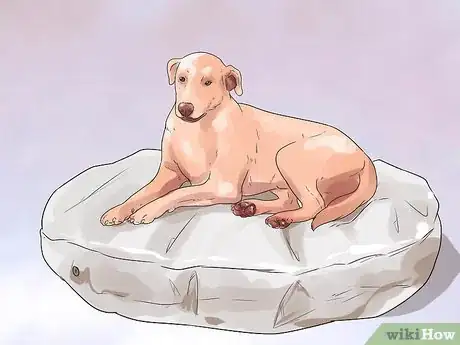 Imagen titulada Help a Female Dog Who Is Injured Urinate Step 5