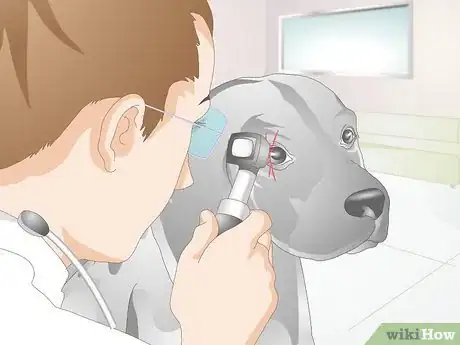 Imagen titulada Treat Scratches on Your Dog's Eye Step 2