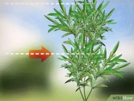 Imagen titulada Prune Oleander Step 4