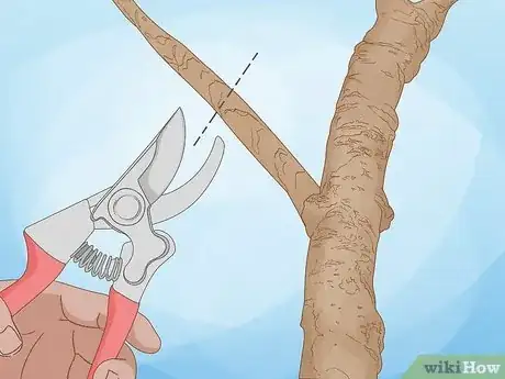 Imagen titulada Prune a Tulip Magnolia Step 5