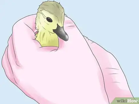Imagen titulada Raise Ducks Step 7