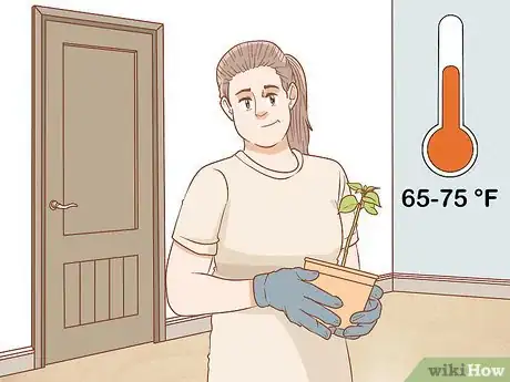 Imagen titulada Propagate Bougainvillea Step 11