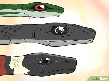 Imagen titulada Choose Your First Pet Snake Step 2Bullet2