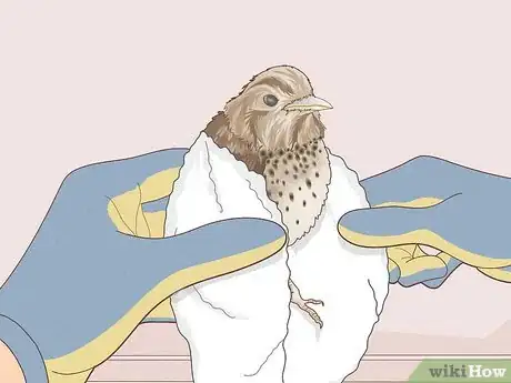 Imagen titulada Help a Bird with a Broken Wing Step 4