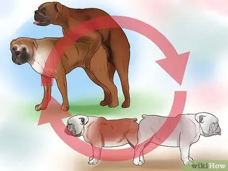 Imagen titulada Get Dogs to Mate Step 26