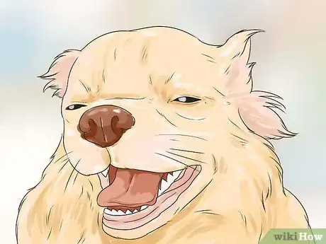 Imagen titulada Care for Your Chihuahua Step 23