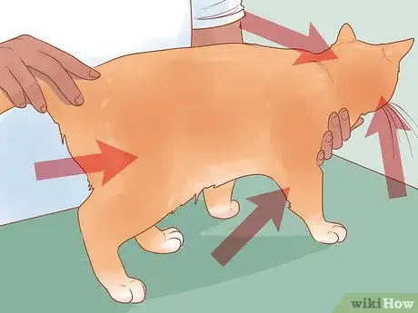 Imagen titulada Treat Fight Wounds on a Cat Step 5