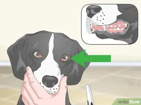 Imagen titulada Measure a Dog's Temperature Step 16