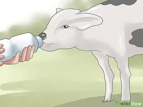 Imagen titulada Have a Pet Cow Step 16