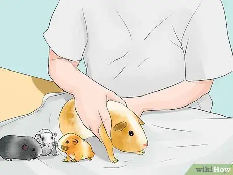 Imagen titulada Breed Standard Guinea Pigs Step 20