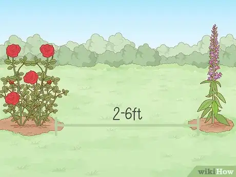 Imagen titulada Get Rid of Aphids on Roses Organically Step 7