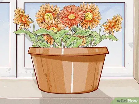 Imagen titulada Care for a Gerbera Daisy Step 9
