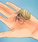 cuidar cangrejos ermitaños