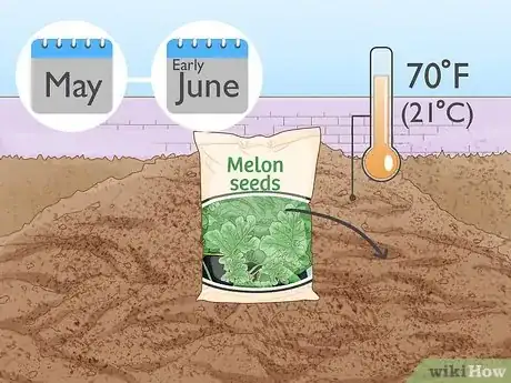 Imagen titulada Grow Melons Step 5