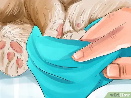 Imagen titulada Remove Debris Stuck in a Cat Paw Step 3