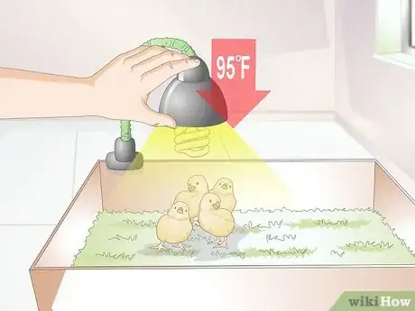 Imagen titulada Look After Baby Chicks Step 7