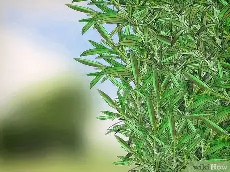 Imagen titulada Prune Oleander Step 5