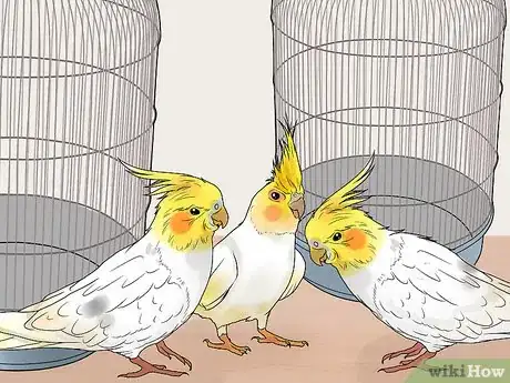 Imagen titulada Keep Multiple Cockatiels Step 4
