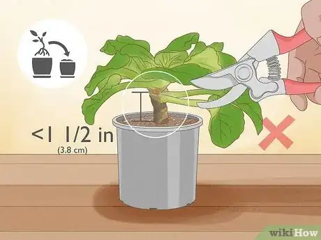 Imagen titulada Repot African Violets Step 14