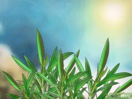 Imagen titulada Prune Oleander Step 1