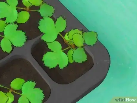Imagen titulada Grow Roses from Seed Step 12