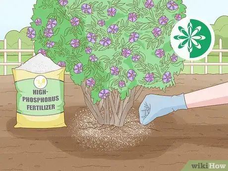 Imagen titulada Care for a Purple Flower Potato Bush Step 9