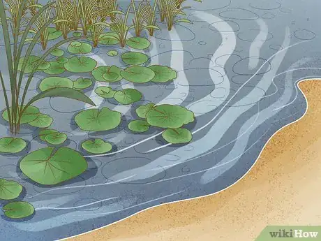 Imagen titulada Catch a Turtle Step 1