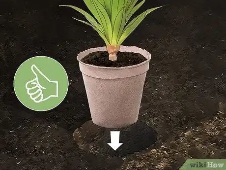 Imagen titulada Transplant a Plant Step 16