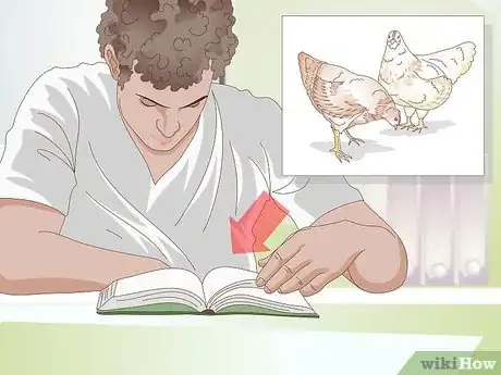 Imagen titulada Get Your Hen to Become Broody Step 12